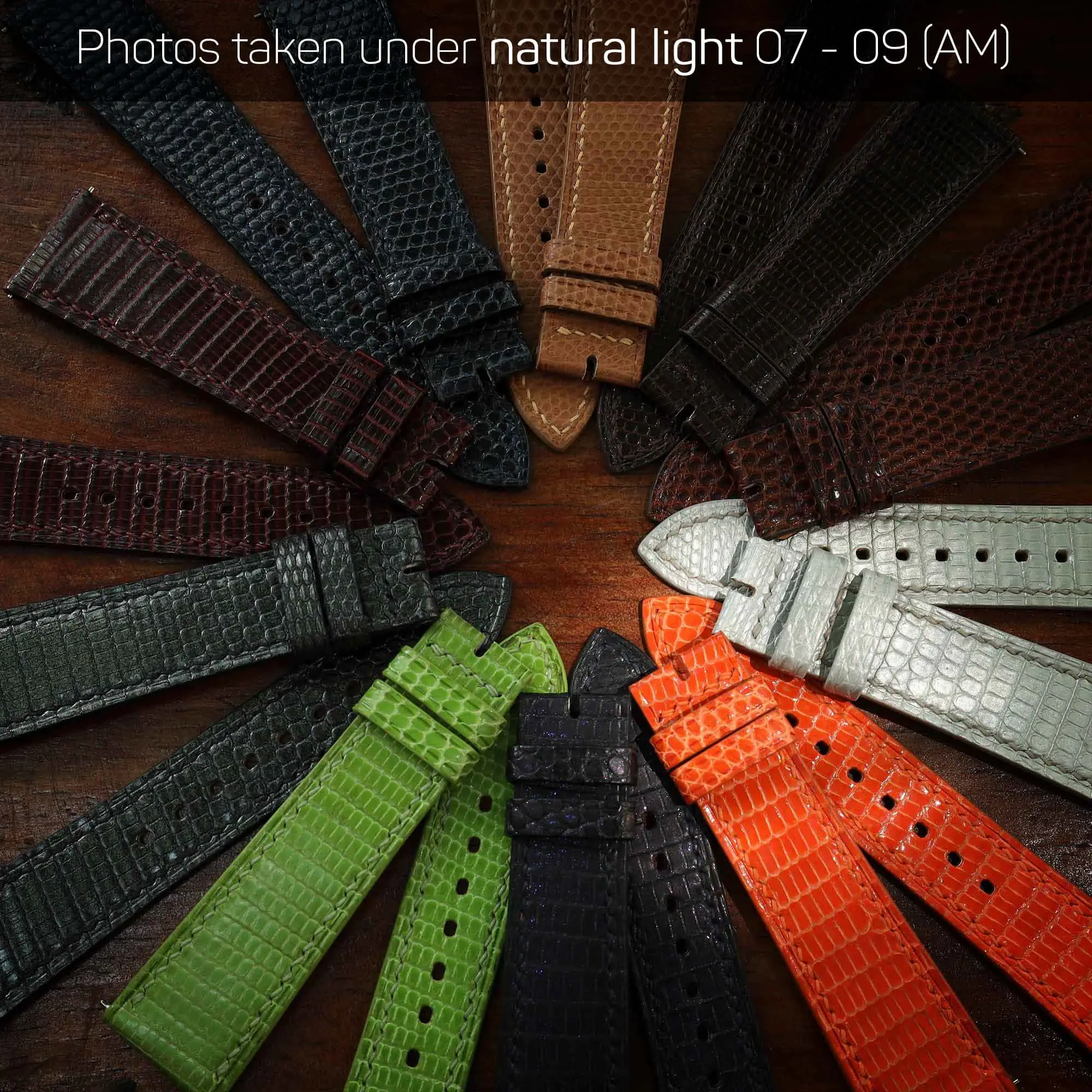 Lizard collection under natural light 07-09 AM
