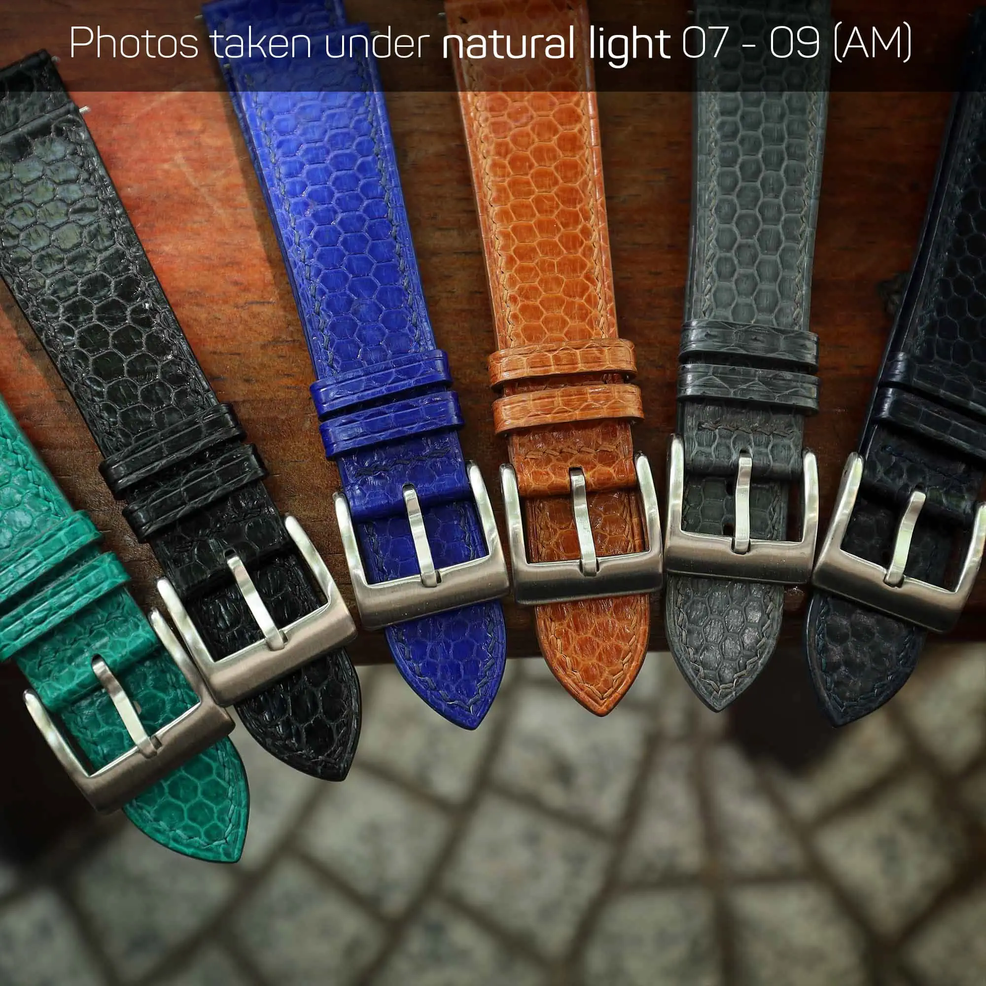 Snake sea collection under natural light 07-09 AM