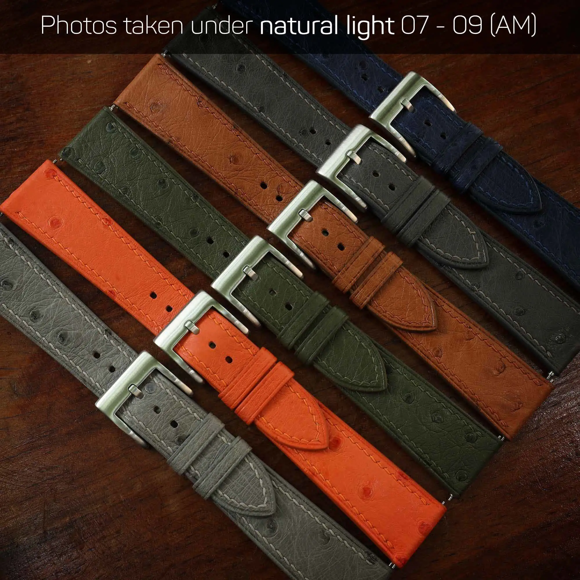 Ostrich collection under natural light 07-09 AM